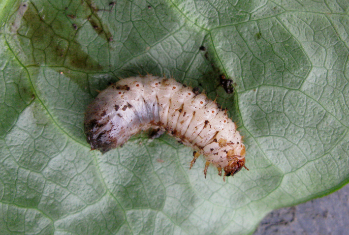 larva coleottero Cetoniidae